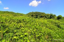 Overgrown Spoil-Tips - botayama - ボタ山