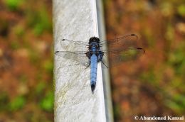 Big Blue Japanese Dragonfly