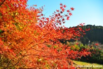 Japanese Red Maple Leaves