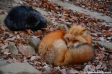 resting fox