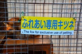 the fox for exlusive use of petting