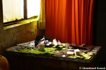 Moss Covered Office